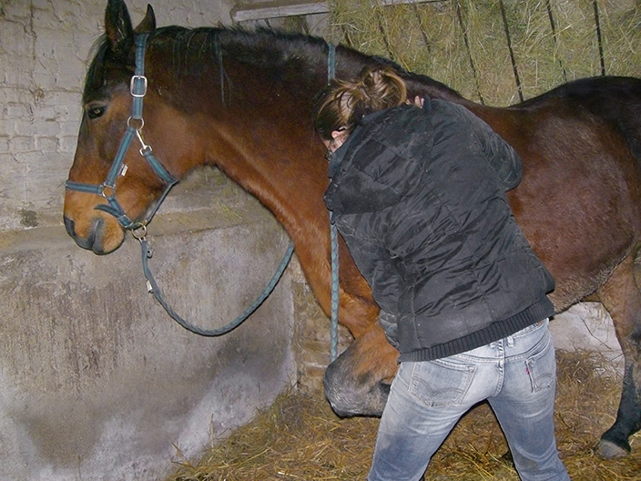 Eugénie DELAUNE, professeur ostéopathe animalier, structurel, viscéral et crânien - Déroulement d'une séance ostéopathique, durée et tarifs